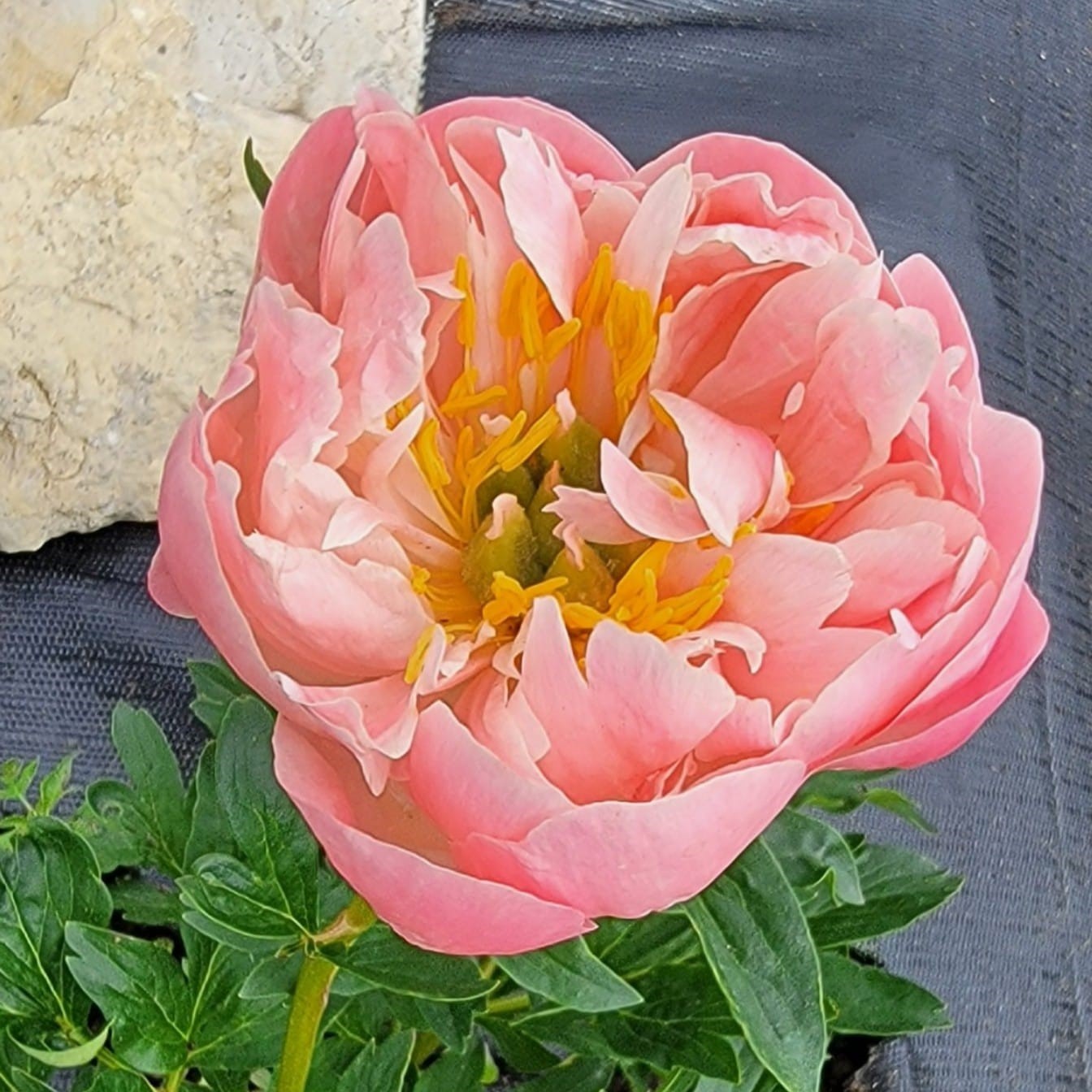 picture of the owners